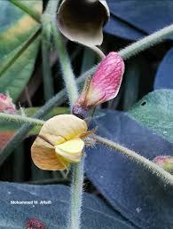 Image result for Rhynchosia totta