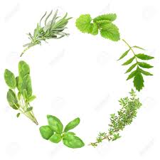 What's a good thyme substitute? Herb Leaf Garland Of Basil Variegated Sage Lavender Lemon Balm Valerian Valium Substitute And Common Thyme Over White Background Stock Photo Picture And Royalty Free Image Image 3689658