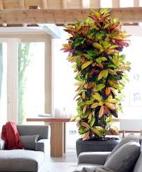 13 Popular Tall Or Large Indoor Houseplants You Must Know Big House Plants House Plants Indoor Tropical House Plants