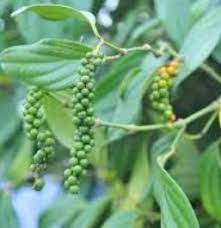 Lada memiliki rasa agak pahit, pedas, hangat, dan antipiretik. Anim Agro Technology Lada Sulah Apa Dia