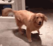 A place for gifs of happy dogs. Excited Puppy Gifs Tenor