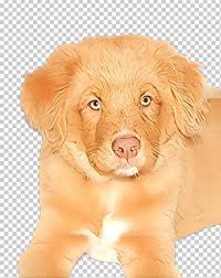 Nova scotia duck tolling retriever puppy. Dog Nova Scotia Duck Tolling Retriever Puppy Golden Retriever Retriever Png Clipart Dog Golden Retriever Nova