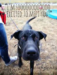 Messages From The Dog Cat Feature For Adoption Pet Adoption Dog Cat Dogs