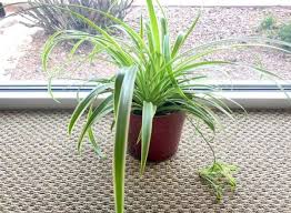 Pin En Jardineria En Macetas