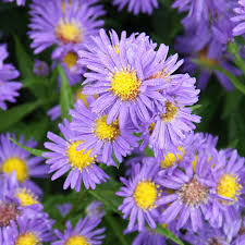 Glattblatt-Aster - Aster novi-belgii 'Schöne v. Dietlikon' - violett