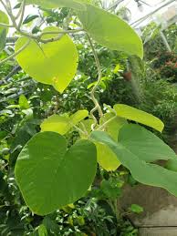 Image result for Argyreia nervosa