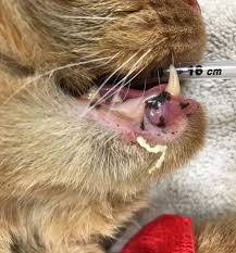 Get rid of the plastic dishes, and use ceramic, glass, or stainless steel ones. Feline Acne Dr Nelson S Veterinary Blog