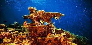 Alexander the great, isn't called great for no reason, as many know, he accomplished a lot in his short lifetime. A Quiz About Marine Life Proprofs Quiz