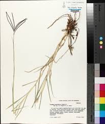 Image result for Cynodon nlemfuensis