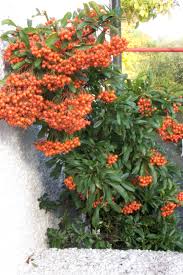 Image result for Pyracantha coccinea golden charmer