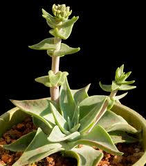 Image result for Crassula lanceolata