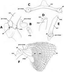 We did not find results for: Morphology And Phylogenetic Significance Of The Pectoral Articular Region In Elasmobranchs Chondrichthyes Da Silva 2015 Zoological Journal Of The Linnean Society Wiley Online Library