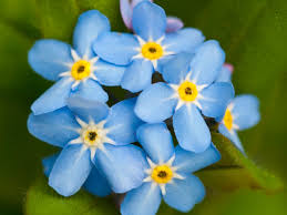 It has a latin name, myosotis. Plant Of The Week Forget Me Not Gardens The Guardian