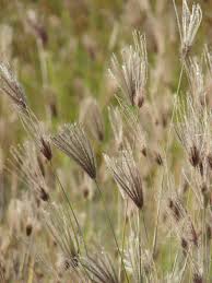 Image result for Chloris virgata