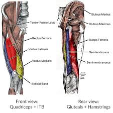 The plantaris tendon is best visible on the second diagram above. The Top 5 Patellar Tendonitis Exercises