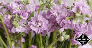 The trees grow in the shady areas of rainforests near the earth's equator. How To Grow Stock Flower Matthiola Incana Gillyflower Perfume Plant Gardening Channel
