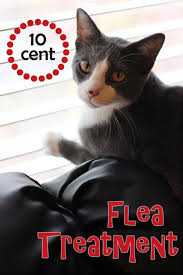 Essential Oils For Fleas On Cats And Dogs Diy Essential Oil Flea Repellent