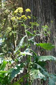 Image result for Solanecio cydoniifolius