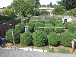 From gigantic cannabis trees to outrageously massive harvests, growing cannabis outdoors is beyond rewarding. How To Grow Weed Outside In Any Climate Top Tips