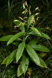 Image result for Senecio cryphiactis
