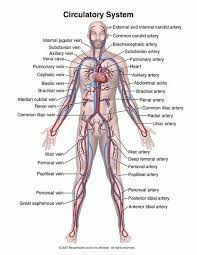 Control of body openings and passages. Know All These Parts Of The Circulatory System Human Anatomy And Physiology Anatomy And Physiology Human Anatomy