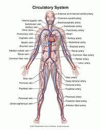 Posterior full body muscular system diagram. Know All These Parts Of The Circulatory System Human Anatomy And Physiology Anatomy And Physiology Human Anatomy