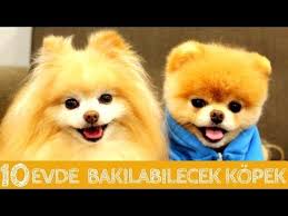 evde ve apartmanda bakilabilecek 10 zeki kopek cinsi kopek dog evdebakilacakkopekler youtube kopek hayvanlar yavru kopek
