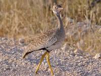 Image result for Burttia prunoides