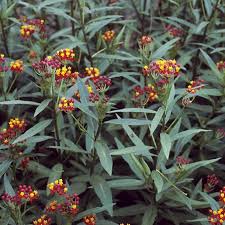 Image result for Asclepias curassavica
