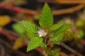 Image result for Melochia melissifolia