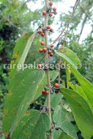 Image result for Trianthema mozambiquense