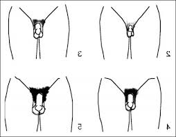 Types of pubic hair cuts men : Pin On Hairstyles For Men