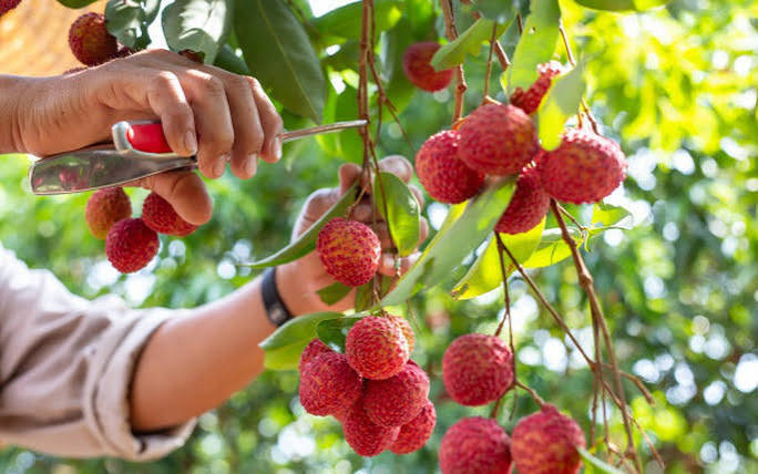 Vải thiều Việt Nam xuất khẩu sang Trung Quốc