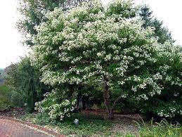 Many fruit trees grow in michigan, and the red mulberry tree, morus rubra, is a native mulberry tree that is found growing in all mi forests. Late Summer And Fall Flowering Plants For Michigan Gardens Planting Flowers Plants Tower Hill Botanical Garden
