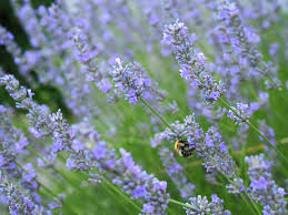 Wie oder wann sie am besten ihren lavendel ernten, kommt darauf an, was sie damit anfangen wollen. Lavendelbluten Fur Duftsackchen Ernten Frankfurter Beete
