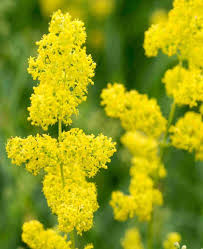 Image result for Galium