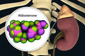 Image result for Aldosterone