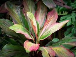 Trunk jump on board and get this great punch of color in your landscape today! Can You Grow Ti Plants Outside Tips For The Care Of Outdoor Ti Plants