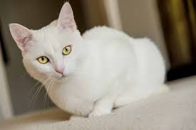 115 Best White Cat Names For 2020 The Dog People By Rover Com