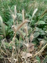 Image result for Megaloprotachne