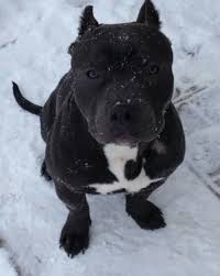 22 Black Pitbull Dog Names Pitbull Dog Names Pitbull Dog Pitbull Terrier