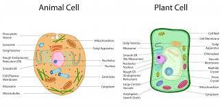 Cellular respiration is the process responsible for converting chemical energy, and the reactants/products involved in cellular respiration are oxygen, glucose. Plant Vs Animal Cells The Difference Between Plant Animal Cells