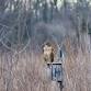 Northern Harriers and Short-eared Owls Walk event in Hillsborough Township, NJ