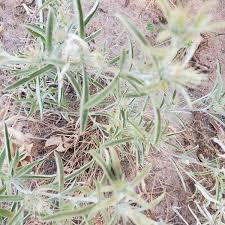 Image result for Dicoma tomentosa