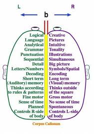 Right Brain Left Brain Find Activities To Exercise And Stimulate Each Side Of The Brain Psychologicalvideosmajor In 2020 Right Brain Psychology Dyslexia