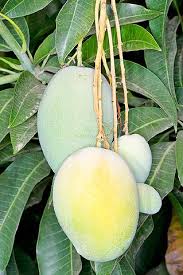 Image result for Mangifera