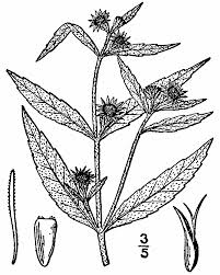 Image result for Eclipta prostrata