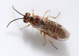 Image result for Polysphaeria ribauensis