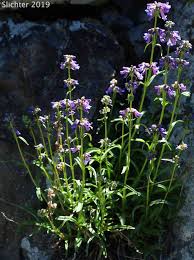 Image result for Secamone punctulata