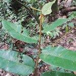 Image result for Pycnanthus